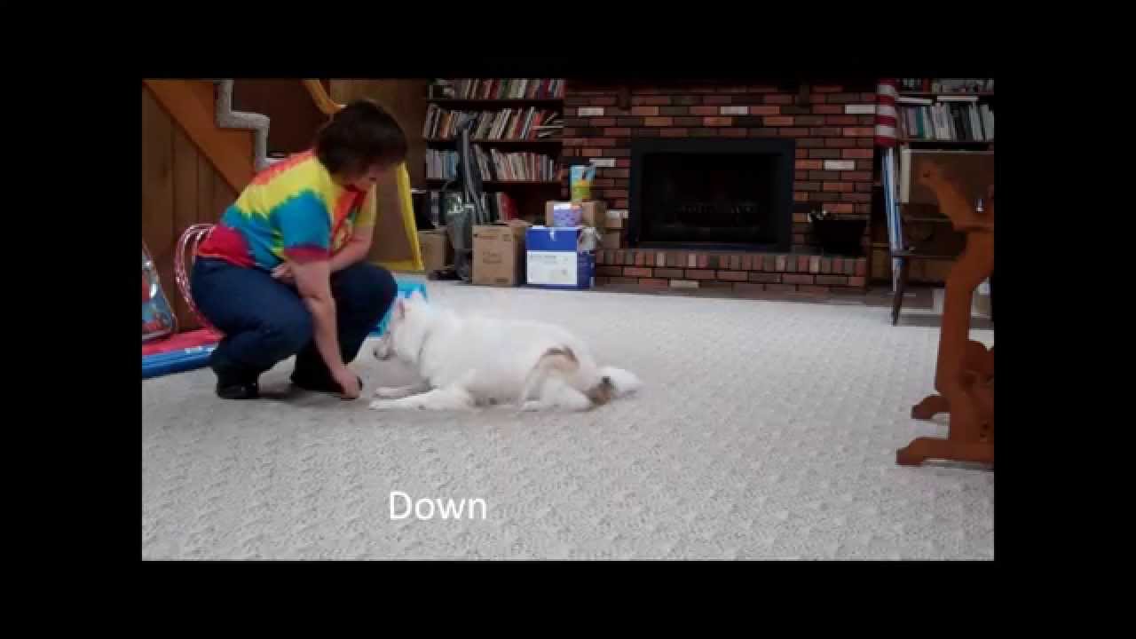 vegas-novice-trick-dog-title-youtube