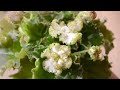 Фиалки сентября `20. Очаровашки и разочаровашки. African violets