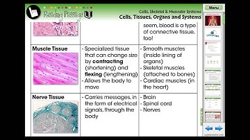 CC7549 Cells, Skeletal & Muscular Systems: Cells, Tissues, Organs and Systems Chapter Mini - 2013