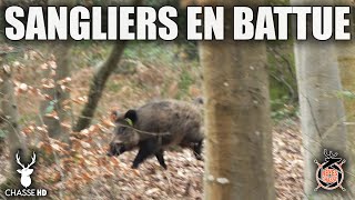 CHASSE AUX SANGLIERS EN BATTUE : KEILER &amp; BÊTE ROUSSE !