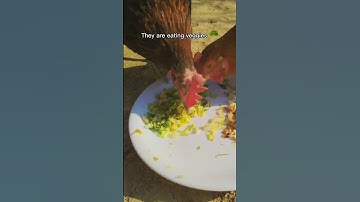 Backyard Chickens - What to Feed chickens - Best Feed for egg laying hens