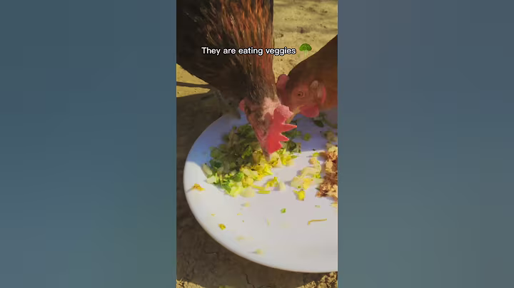 Backyard Chickens - What to Feed chickens - Best Feed for egg laying hens
