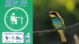 4K鳥のさえずりBGM動画で2時間集中 効果的かつ適切に集中する方法【ポモドーロタイマー】【勉強・作業用BGM】