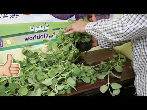 فيديو: انتشار قطع الأوريجانو: كيفية زراعة شتلات الأوريجانو