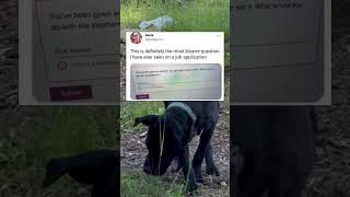 The Most Unique Job Application Question -Memes