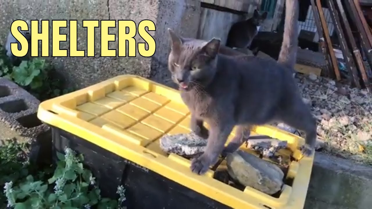 Outdoor cat shelter for winter Jackson Galaxy feral flower review YouTube