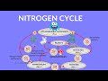 Nitrogen Cycle Video | Process of Nitrogen Cycle | Steps of Nitrogen Cycle | What is Nitrogen Cycle?