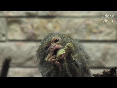 Video: Der kleinste Affe - Zwergseidenäffchen