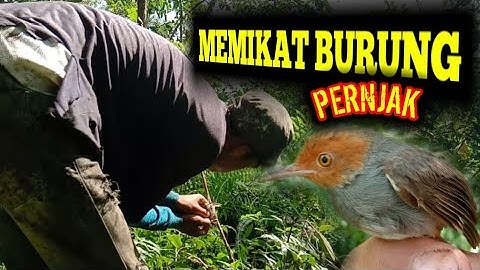 GAK PAKE LAMA, MIKAT BURUNG PERNJAK  KEPALA MERAH ,SANGAT JITU