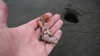 Sand Shrimp In Washington State