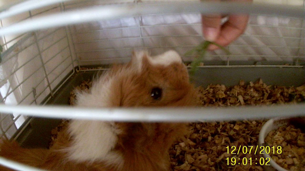 Karamel Ginepik Yemek Yiyecek mi?