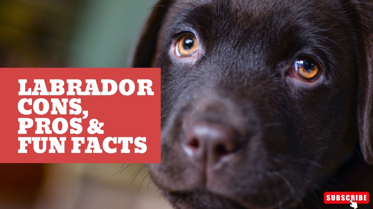 Labrador Retrievers Pros, Cons and Fun Facts YouTube