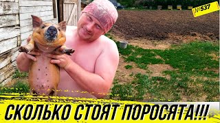 Сколько стоят поросята в Сибири в 2024. Корова сломала новую поилку. Омск Москаленки