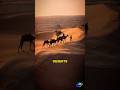 Why Camels Have Humps