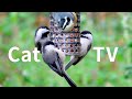 New Cat TV 8 Hours: Beautiful Birds, Squirrels for Cats to Watch, Relax Your Pets, Nature Sounds.