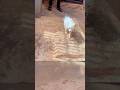 #dogs #puppy #pawsn #pets #doggielife #dogbreed