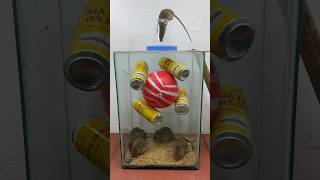 Ideas For Homemade Mouse Traps From Old Items // Mouse Trap 2 #Rattrap #Rat #Mousetrap #Shorts