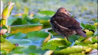 tiếng chim trích re 2023 huy diệt 0934376275