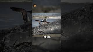 Why Oregon Blew Up a Whale Why Oregon Blew Up a Whale