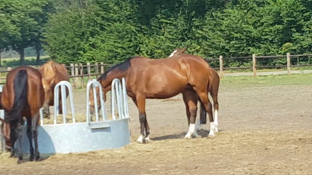 chin chin x darco colt 2019