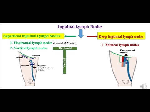 Inguinal Lymph Nodes YouTube