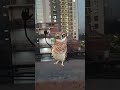 Thank you for your support #funnydance #owl #support
