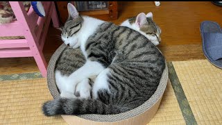 猫。X(エックス)。