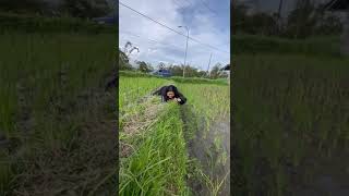 Eno Viola Tiarap di sawah ?