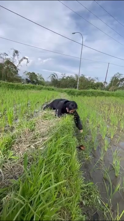 Eno Viola Tiarap di sawah ?