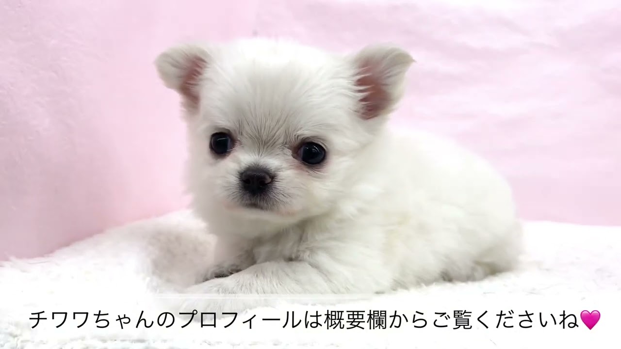 チワワ 】プレミアムの称号を持ったチワワちゃんがマルワン志村坂下店
