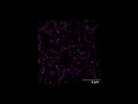 Super-resolved tripartite synapses