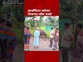 আর্জেন্টিনা ফাইনালে ওঠায় নেত্রকোনায় মহিষ দিয়ে ভূড়িভোজ | DBC News Special