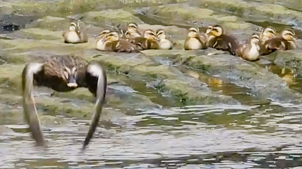 Мама улетела — но утята спокойно ждут! Без паники 🐣🦆
