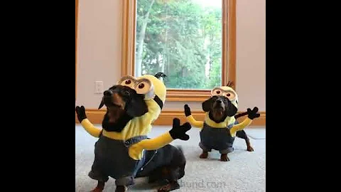 Wiener Dog Minions PART 2 - "BA-NA-NA!"