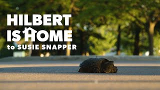 Hilbert is Home | to Susie Snapper
