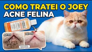 Fiz uma besteira com meu gato! (E como o Shampoo de Clorexidina salvou) - Gatil Hauser