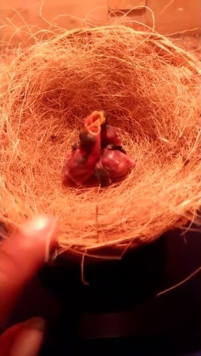 perkembangan bayi ciblek tasik umur 5 hari bosku