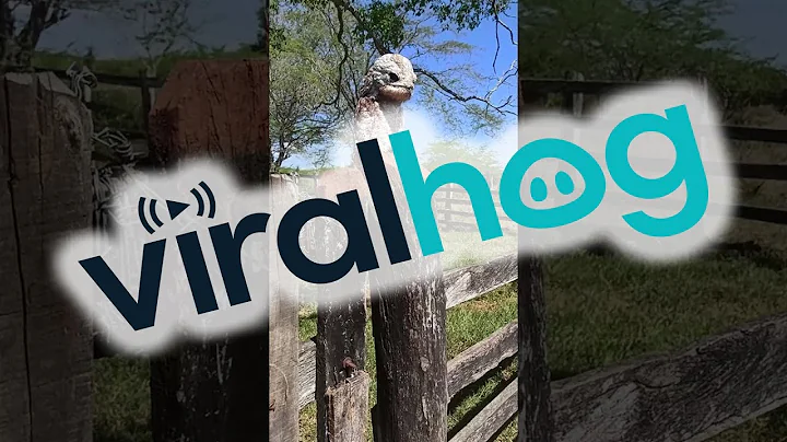 Uruta Nictibian Ghost Bird Perches on A Fence Post || ViralHog
