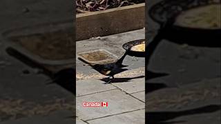 #redwingblackbird #redwing #birdshorts #birdfeeder #birdfeeding #backyardbirds #backyardwildlife