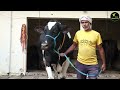        35     1      oberoi dairy farm