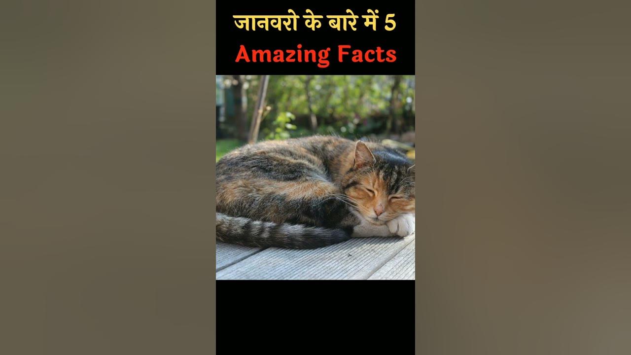 जानवरों के बारे में | 5 Amazing Facts About Animals | Animal Facts In Hindi  #shorts #skfacts70 - YouTube