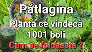 Pătlagina-Planta ce vindeca 1001 boli/Mama tuturor plantelor.Cum se identifica/cum se poate folosii?