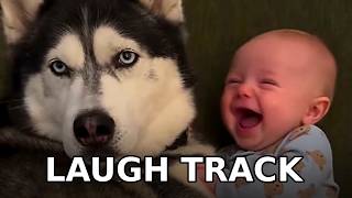 Try Not to Laugh 😂 Husky Dog and Baby: Sheldon's Laugh Track screenshot 4