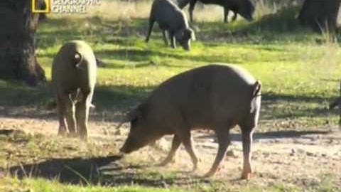 JOSELITO op National Geographic Channel