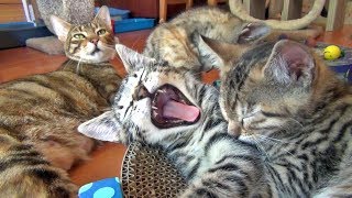 Hildy & Her Kittens - Vlog #7
