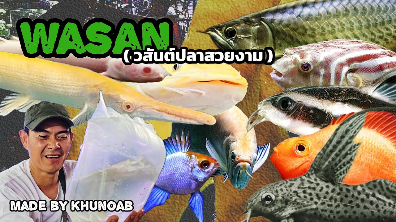 วสันต์ปลาสวยงาม ❤️ | ตลาดปลาจตุจักร ทะเลกรุงเทพ !!