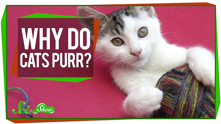 Why Do Cats Purr? - DayDayNews