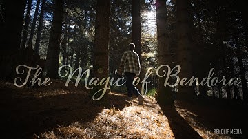 The Magic of Bendora Forest // Cinematic 4K 12 Bit RAW