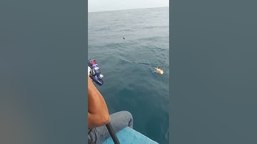 Cá mú đỏ côn đảo cùng @thaodientackle. www.thaodientackle.com