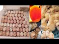 മാനുവൽ ഇങ്കുബേറ്റർ എങ്ങനെ യൂസ് ചെയ്യാം 99%✅how to use manual incubator for chicken eggs in malayalam